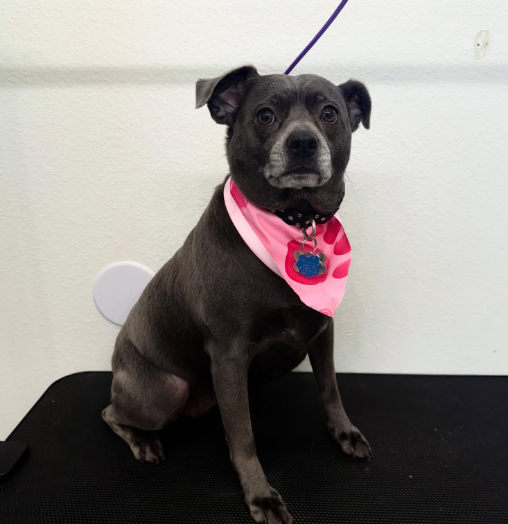 Pet grooming client transformation